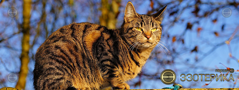 Эзотерика и домашние животные - кошки
