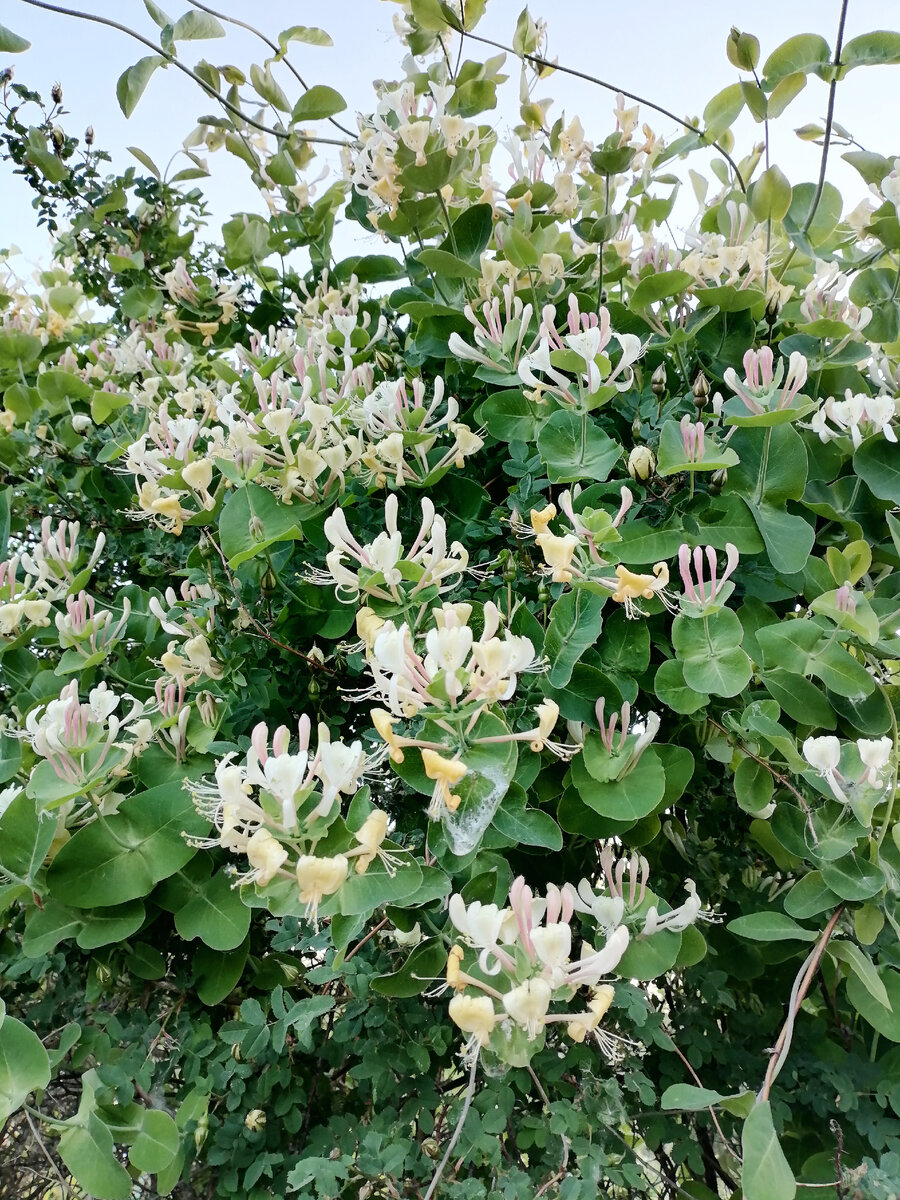 © М.В. Гуреев, фото 