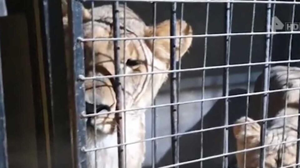 Фото: © Скриншот видео