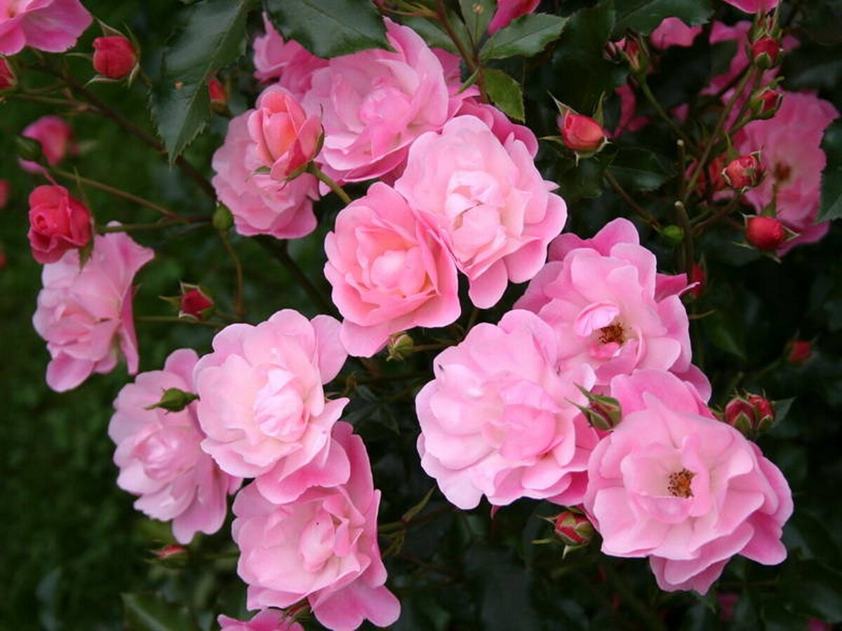 роза книрпс rosa knirps. роза почвопокровная зоммервинд. роза мирато почвопокровная. роза плетистая жасмина (jasmina). роза симонида почвопокровная.