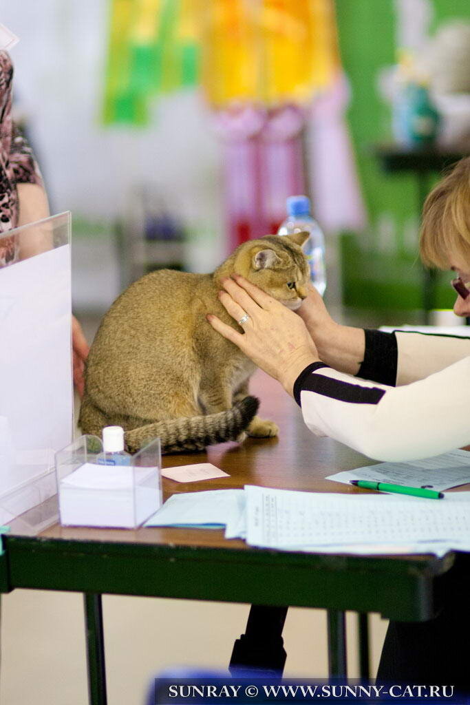 Цена кошки или кота - Сколько стоит котенок?