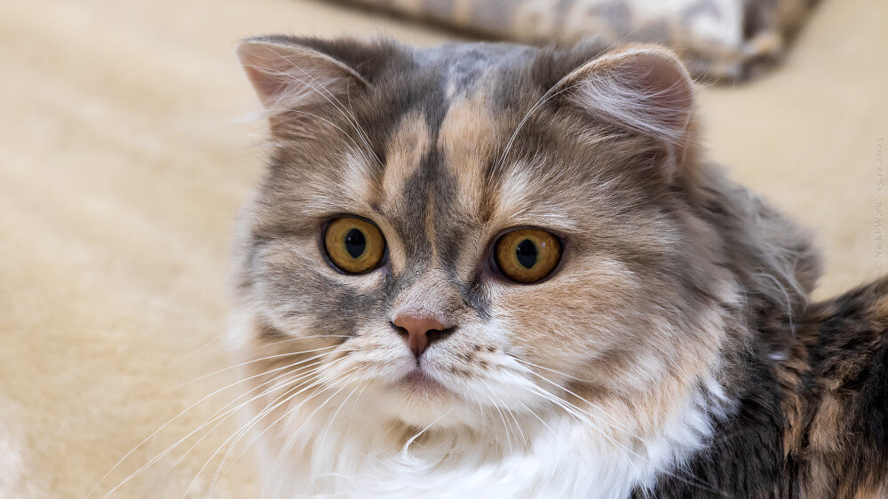 1. Пуська... © NickFW.ru — 15.12.2023г.