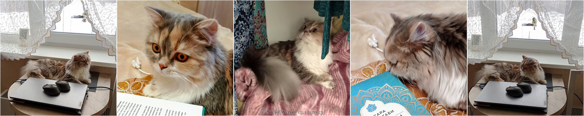 2. Пуська с птичками, с книжкой, и с инспекцией шкафа... © NickFW.ru — 15.12.2023г.