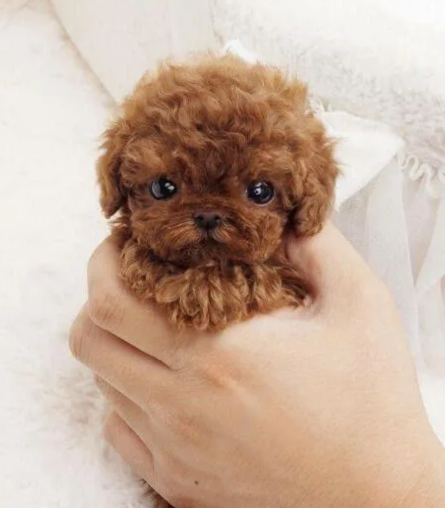 МАЛ ЗОЛОТНИК - ДА ДОРОГ