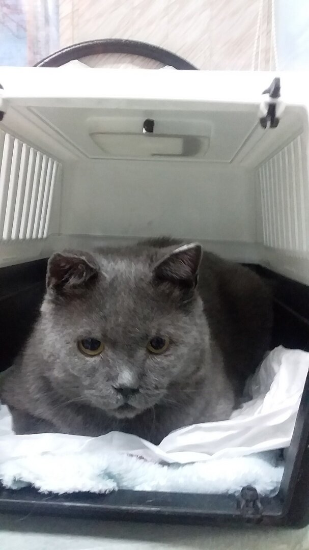 Рафик в ветклинике