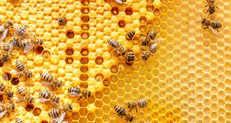 Пчёлы на сотах