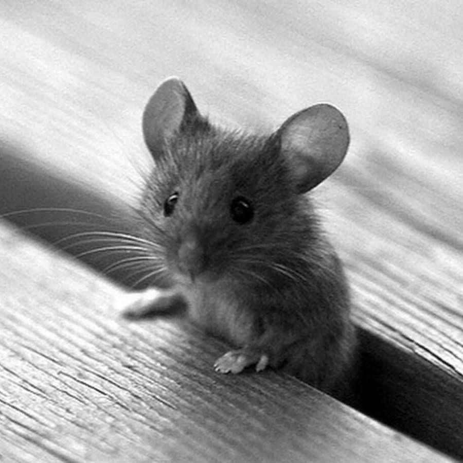 Серая мышь. Мышка серая. Мышь животное. Мышонок.