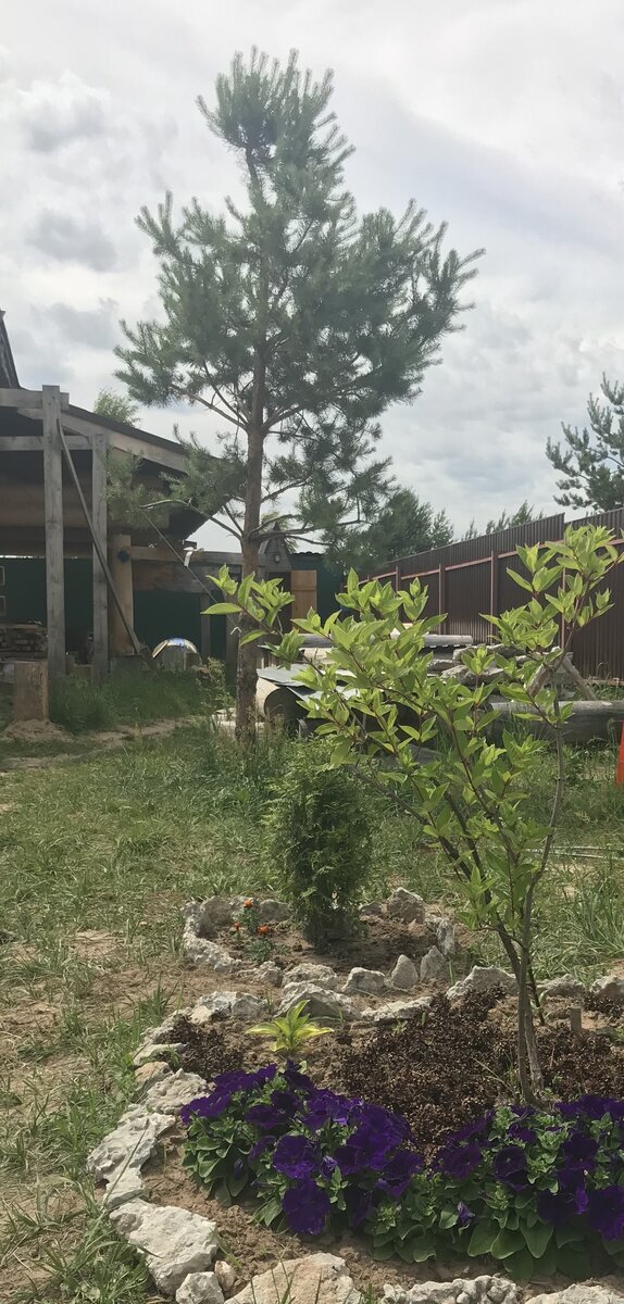 лето 2018 года - рыхлая, с просматриваемыми ярусами