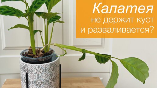 №104. Калатея. Собираем развалившийся куст. Упавшие стебли снова примут вертикальное положение.