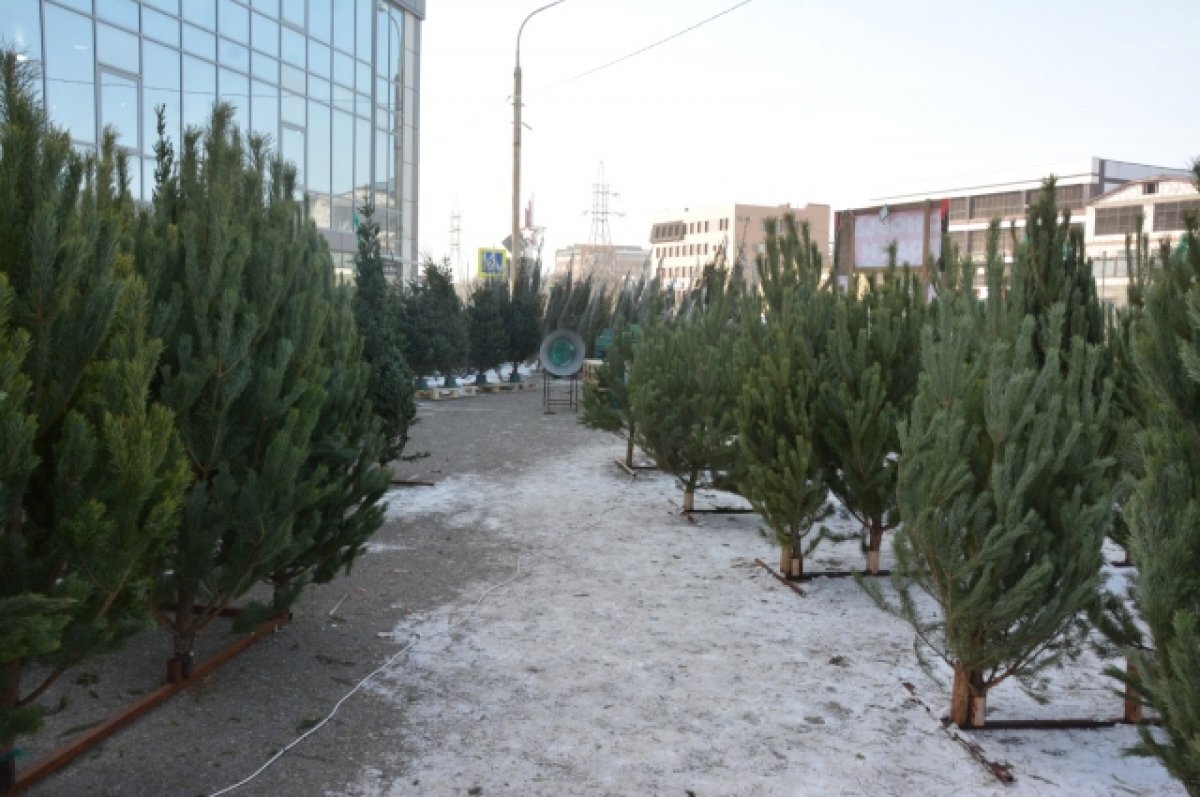    Главную городскую ёлку в Астрахани украсят 600 метров гирлянд