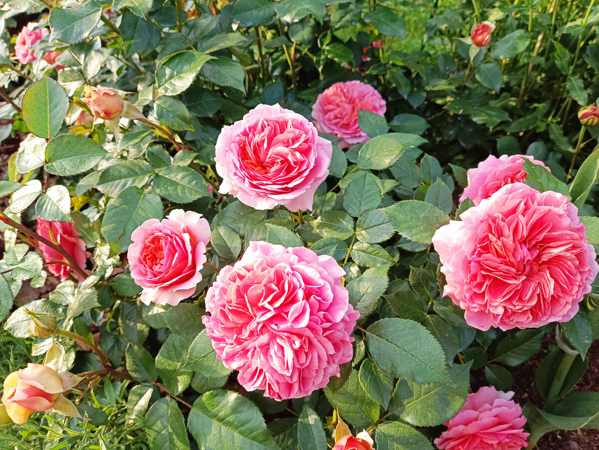 ЧИППЕНДЕЙЛ, ЦВЕТЕНИЕ 2023