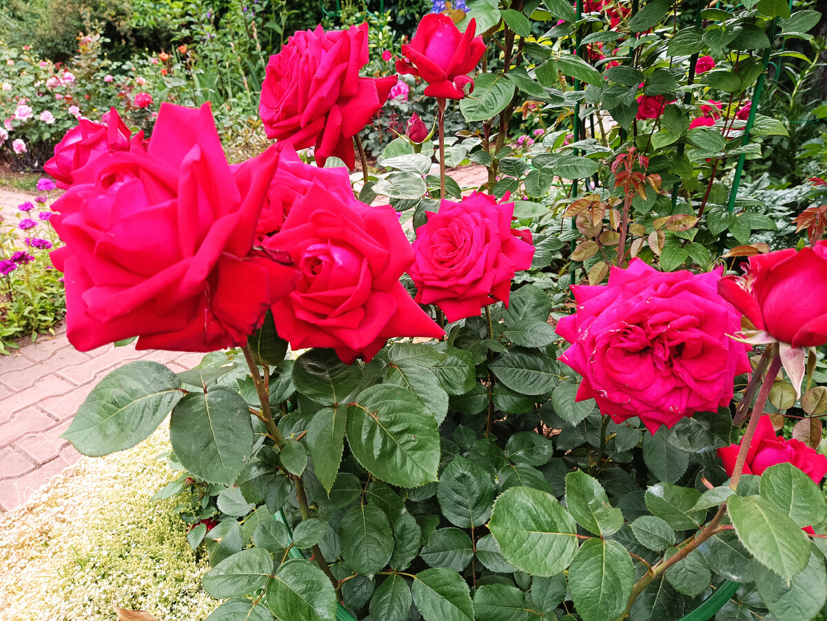 БУРГУНД 81, ЦВЕТЕНИЕ 2023