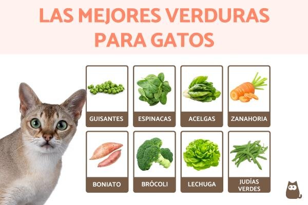 Какие овощи можно давать кошкам