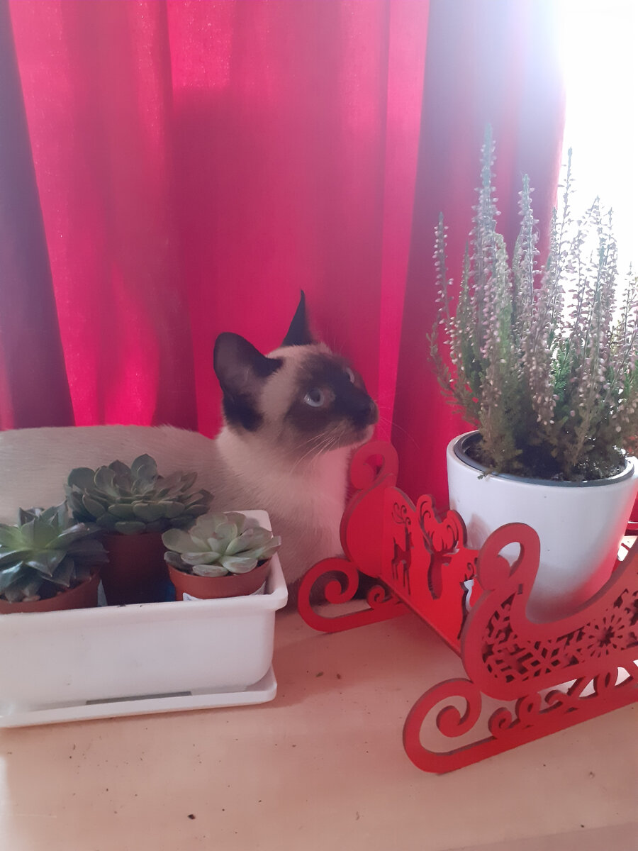 Кошунь вдыхает вересковый мёд