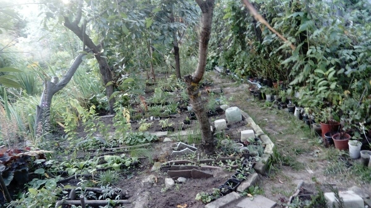 кусочек бывшего питомника