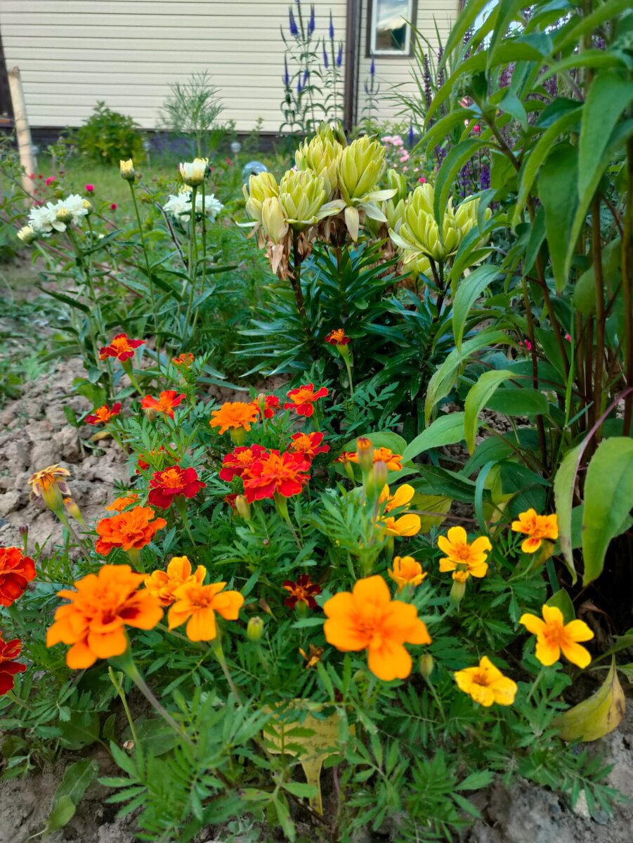 Бархатцы "Весёлые ребята"