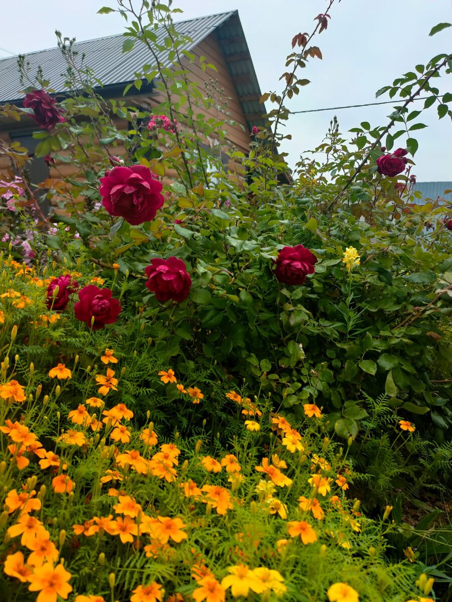 Тонколистные бархатцы, сорт утерян, семена свои