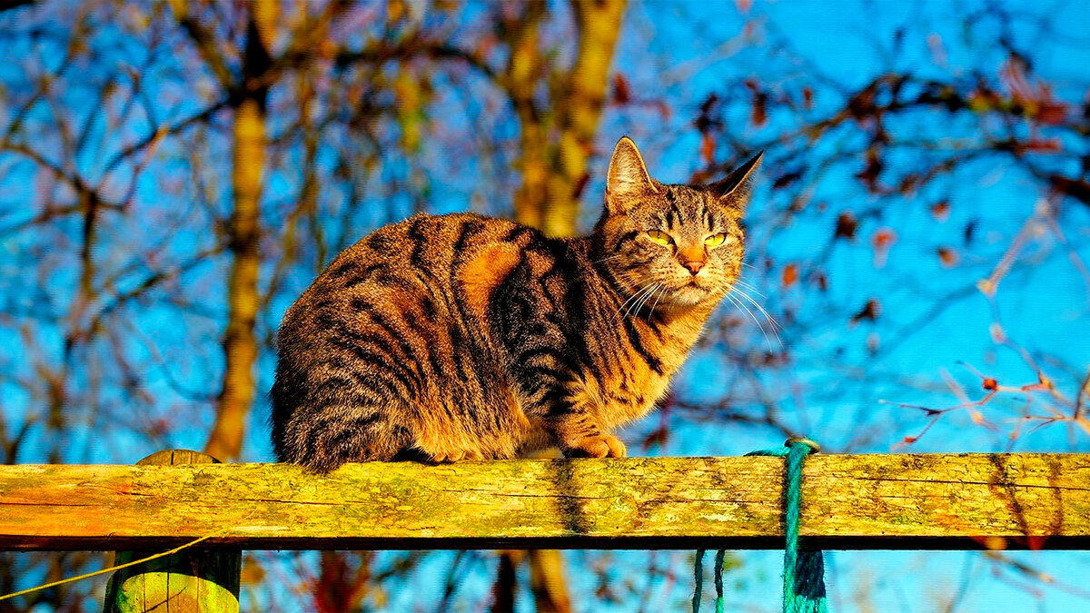 источник фото: chudo-prirody.com