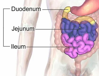 Отделы тонкой кишки