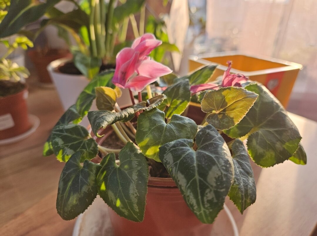 Удивил меня, красавец