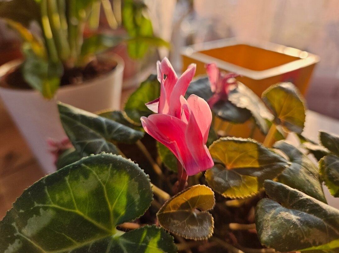 Цветы необычные и очень красивые. Кстати, это одно из немногих цветущих растений у мменя дома