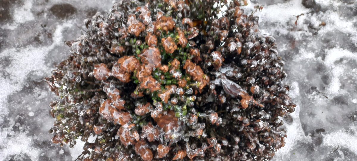 Это был куст с прекрасными цветами. Их лепестки задержали дыхание и боятся выдохнуть. Вот-вот явится сказочный герой и спасёт их!