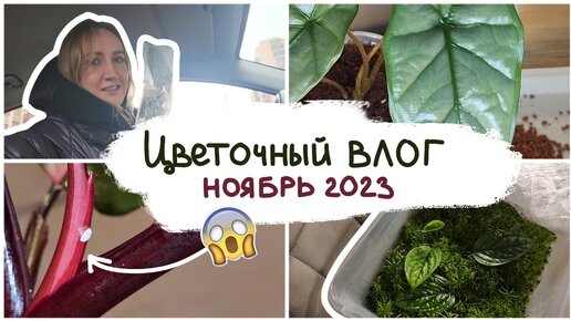 ВИДЕОДНЕВНИК цветовода за ноябрь2023