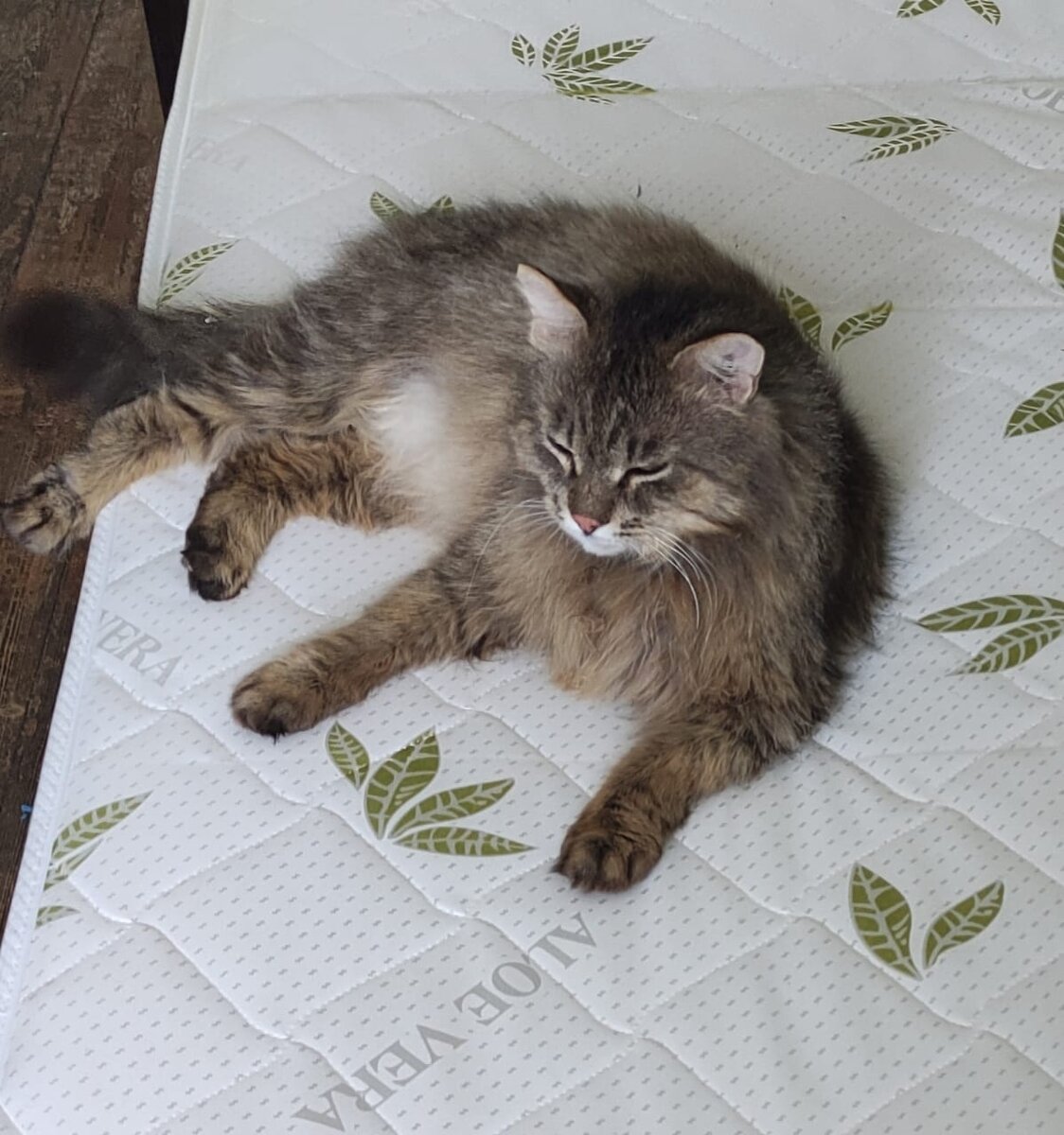 Ванечка президент котобанка).