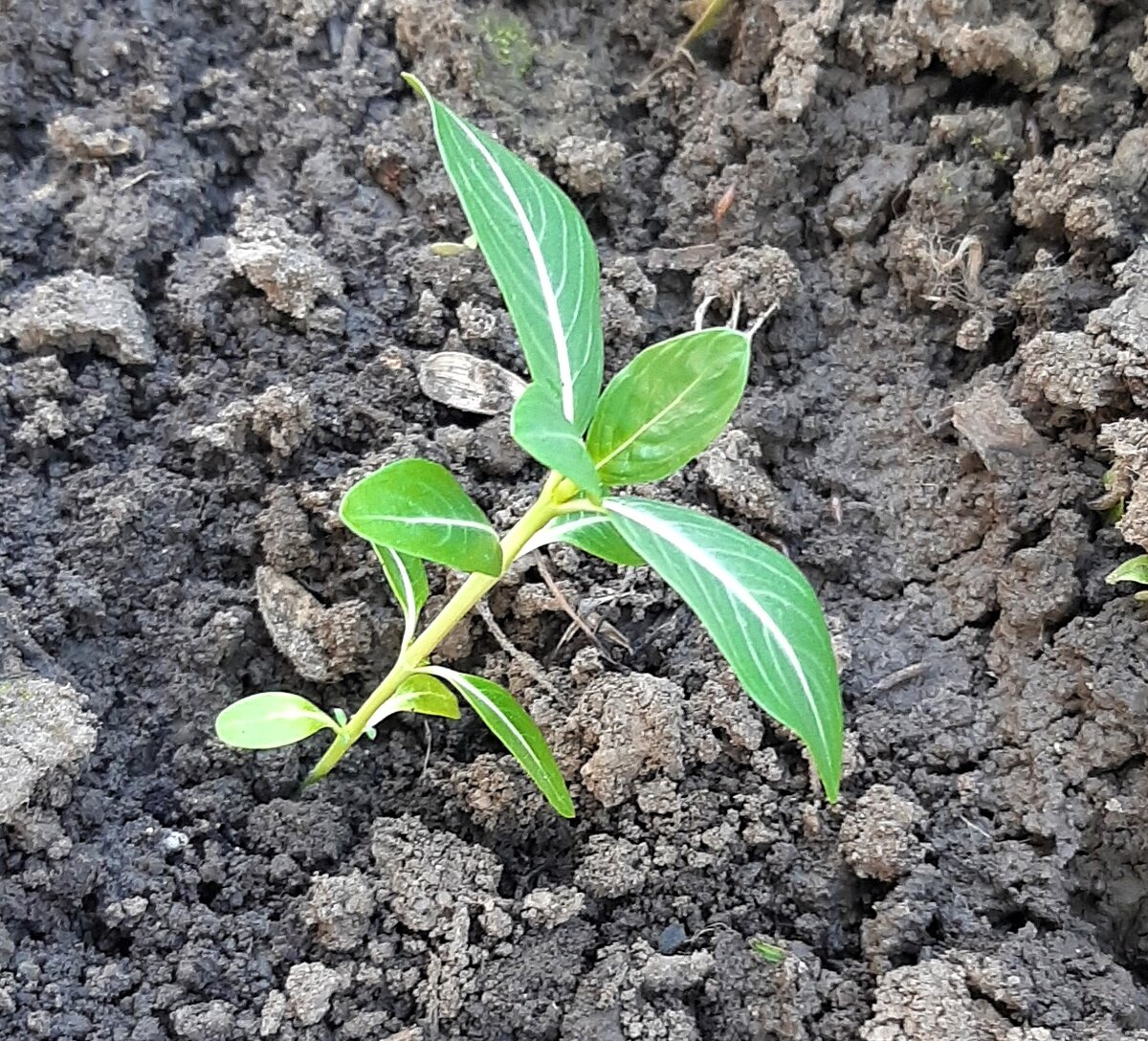 Катарантус в саду 3 мая 2023