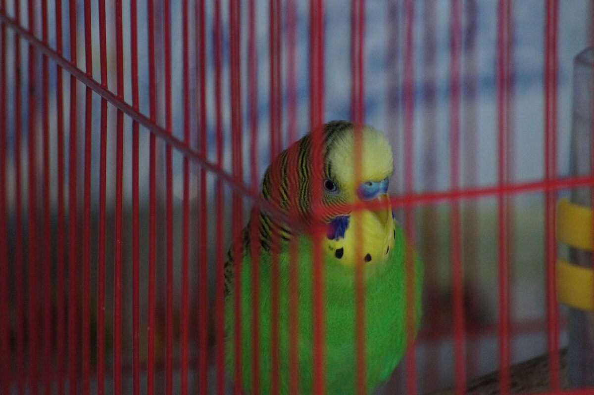 Волнистый попугайчик Кеша