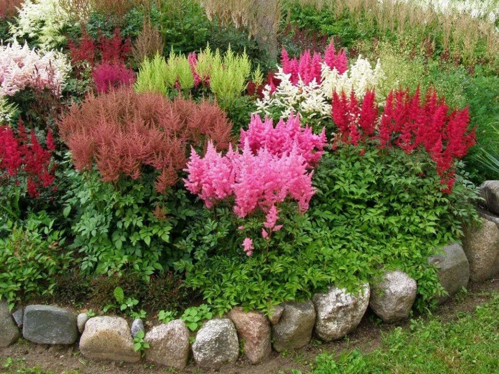 Астильба в саду фото оформление