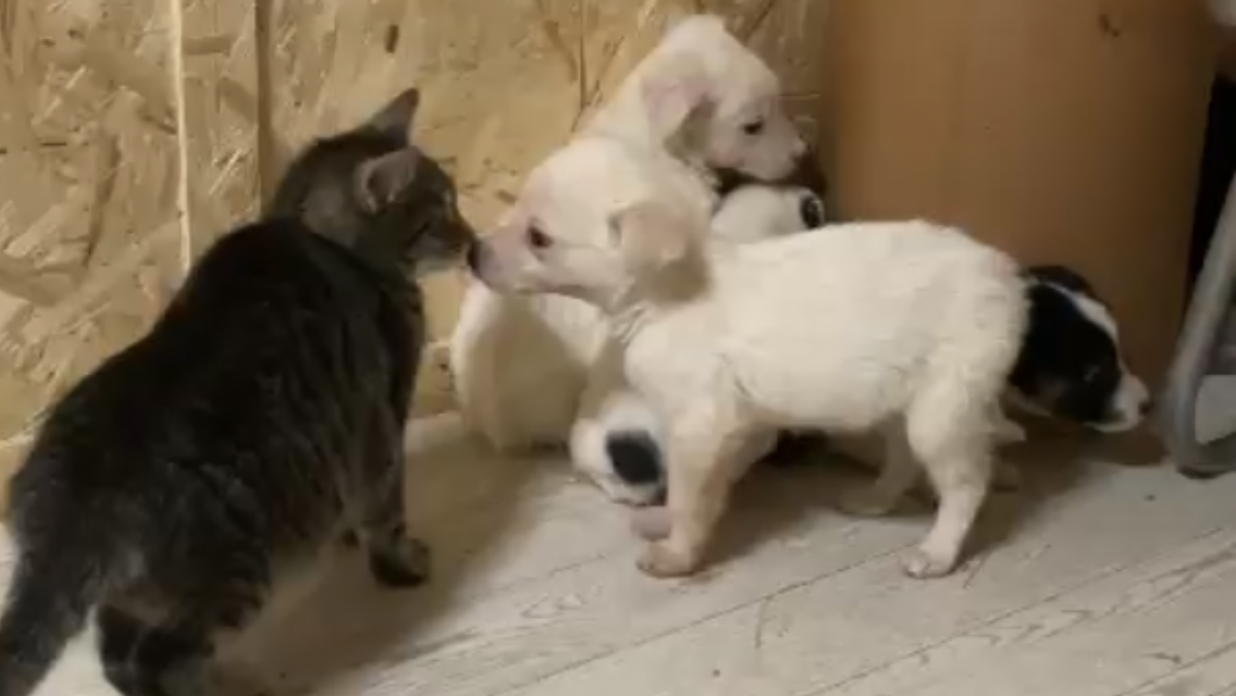 Кто в тереме живёт? | Лохматая Душа | Дзен