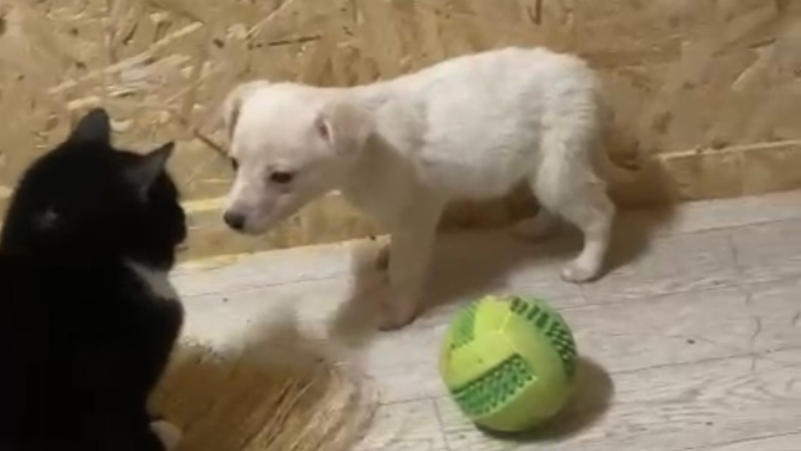 Кто в тереме живёт? | Лохматая Душа | Дзен