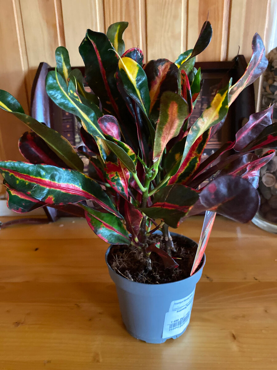 Вот этого кодиеума у нас уже больше нет, 