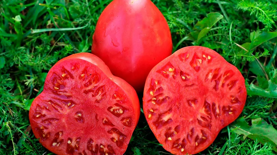 Томаты которые не боятся фитофторы, лучшие на 2024 год