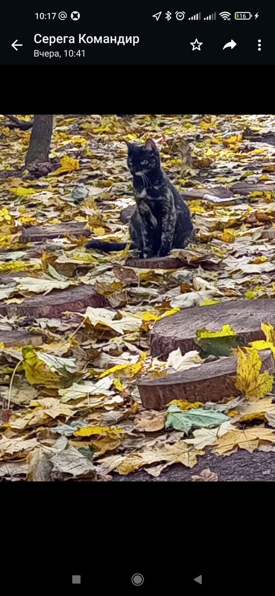 Фронтовая кошка Мурка. Фото предоставлено Сергеем З. 