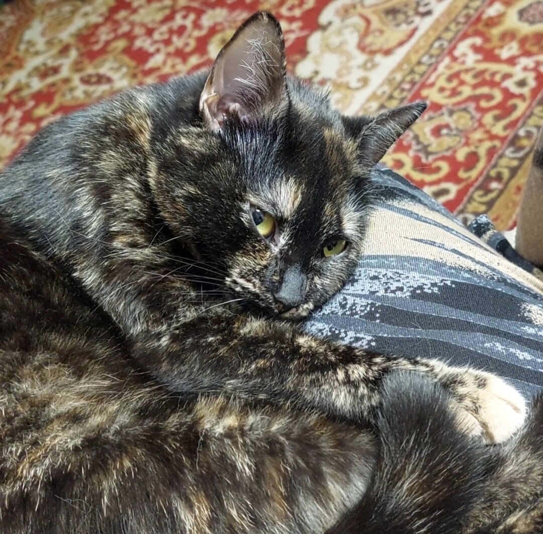 Лизок ведёт наблюдение.