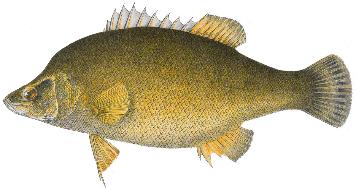Macquaria ambigua