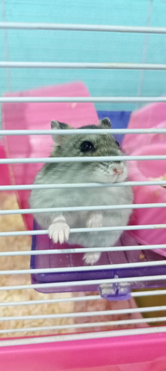 Джунгарочка - Хомячиха Регина, главный производителя хомячков