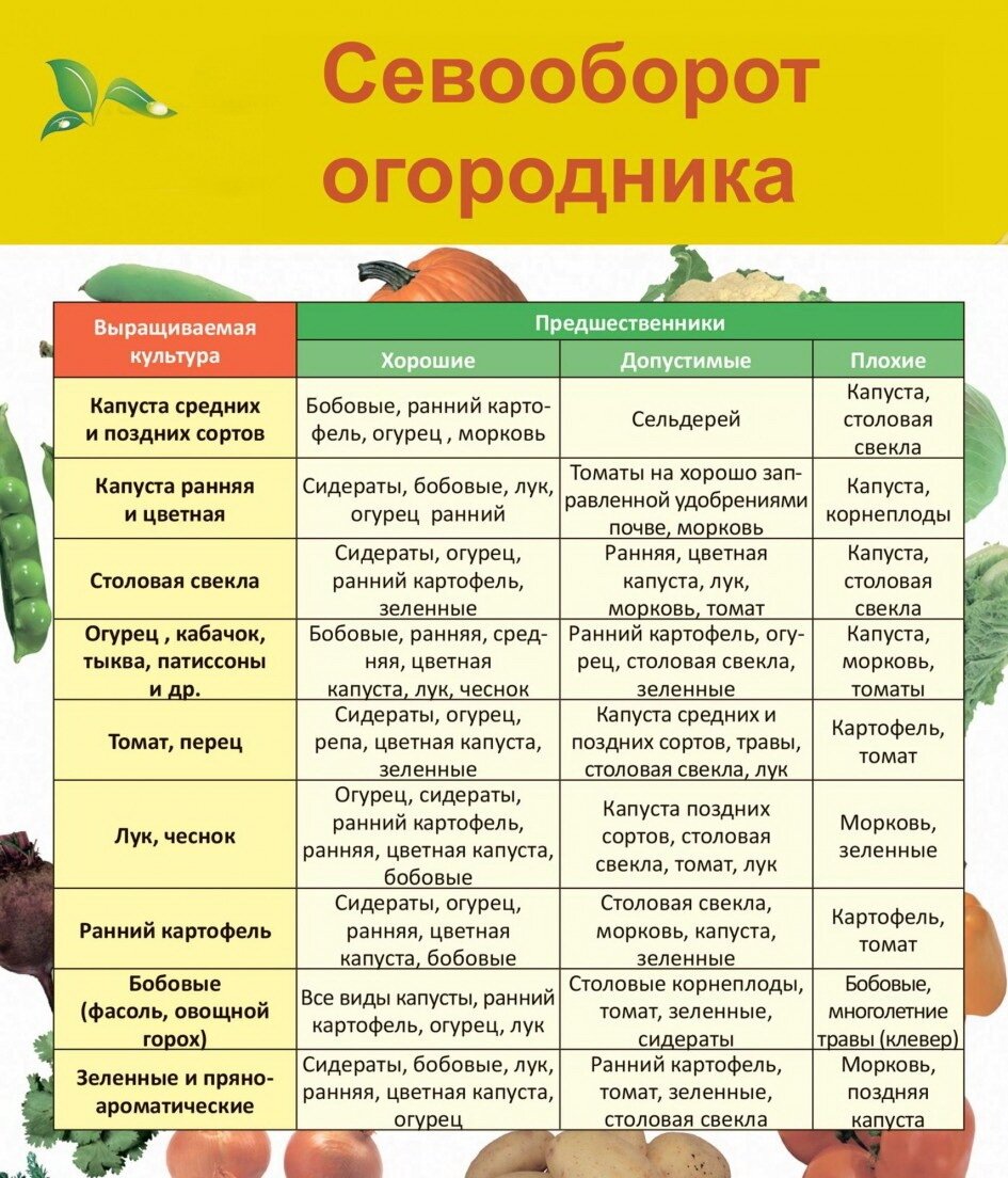 Что посадить после чеснока в июле. Таблица севооборота овощных культур на огороде. Таблица севооборота посадки овощей на огороде. Таблица чередования посевов овощей в огороде. Предшественники на огороде таблица севооборота.