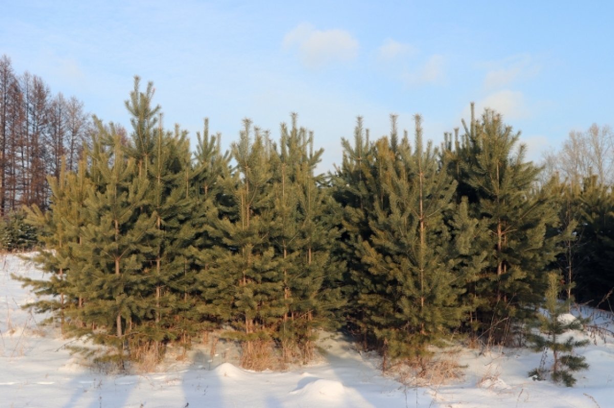    Штраф и уголовная ответственность ждет красноярцев за вырубку елей