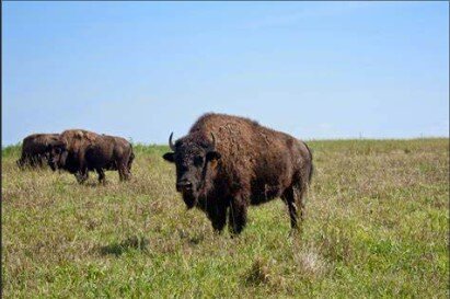 северная америка луговые бизон. пампасы бизоны. бизоны в северной америке. пампасы бизоны. стадо бизонов северная америка.