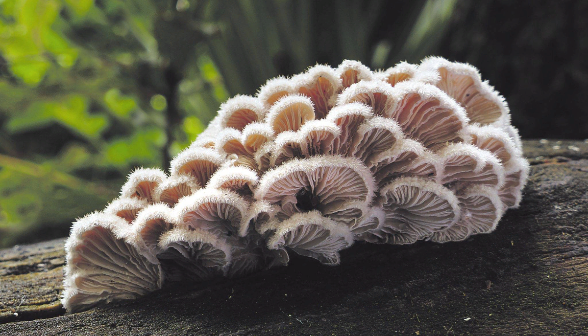 Герой нашей статьи - Schizophyllum commune