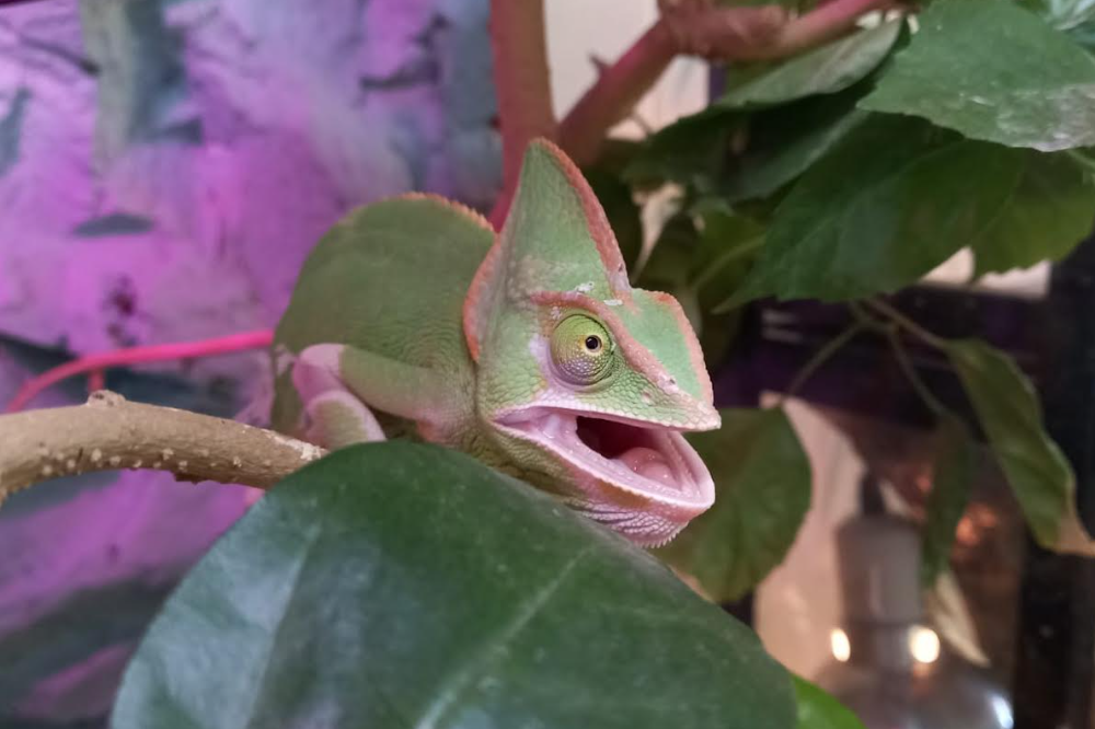    Хамелеоны отличаются характерами, окрасами и размером. Фото: «АиФ-Дальинформ»/ Александра Казакова