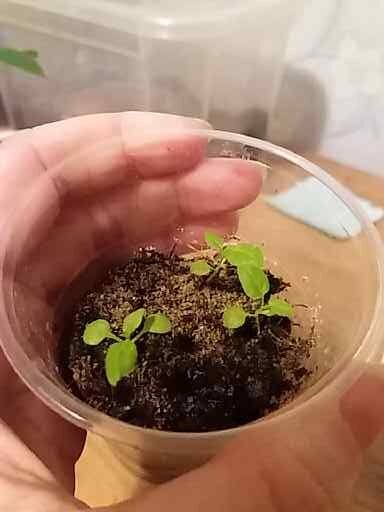 Вот такие маленькие всходы картофеля 2019. Простите за качество фото. Еле нашла его в архиве старого телефона