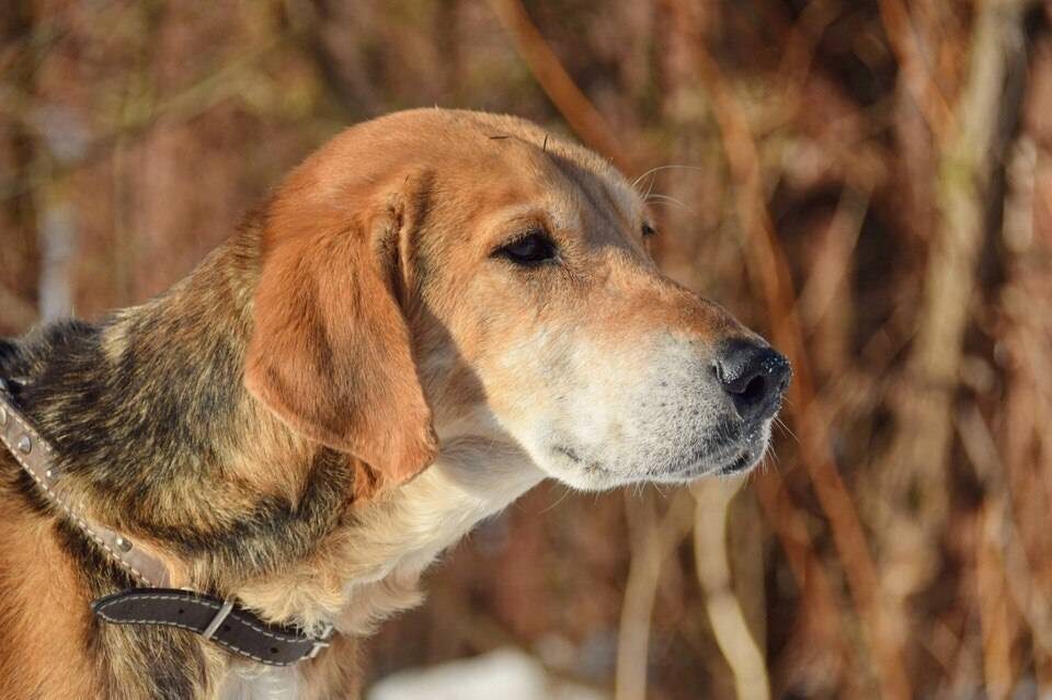 Русская гончая