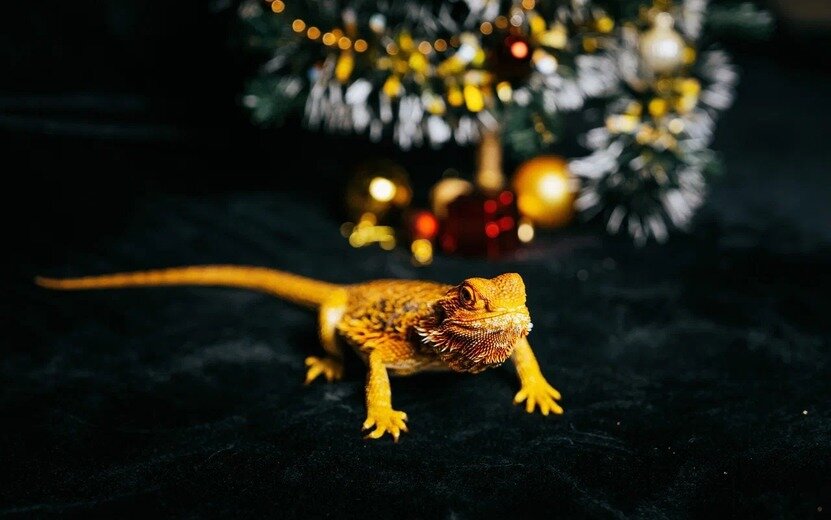    Гороскоп на неделю: с 18 по 24 декабря Водолеи встретят вторую половинку, а Близнецы сменят имидж