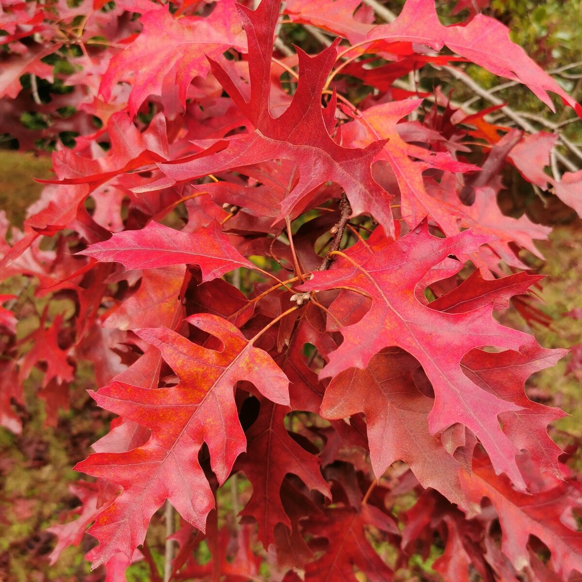 Мощные, Сочные и эсклюзивный материал для Вашего сада Green Space