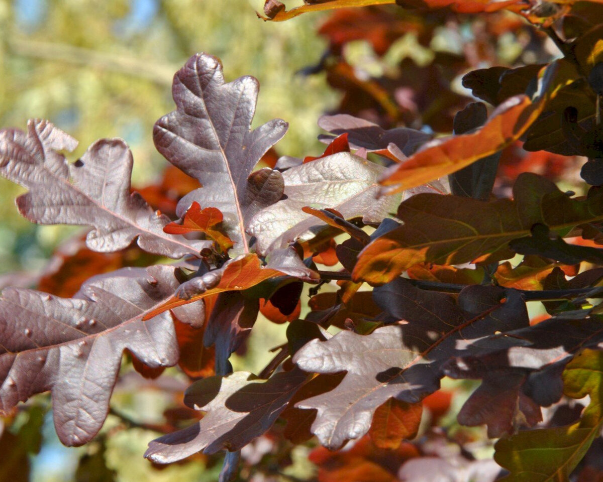 Дерево дуб с желудями. Лист дуба. Лист дуба летом. Листопад дуб. Деревья для дошкольников.