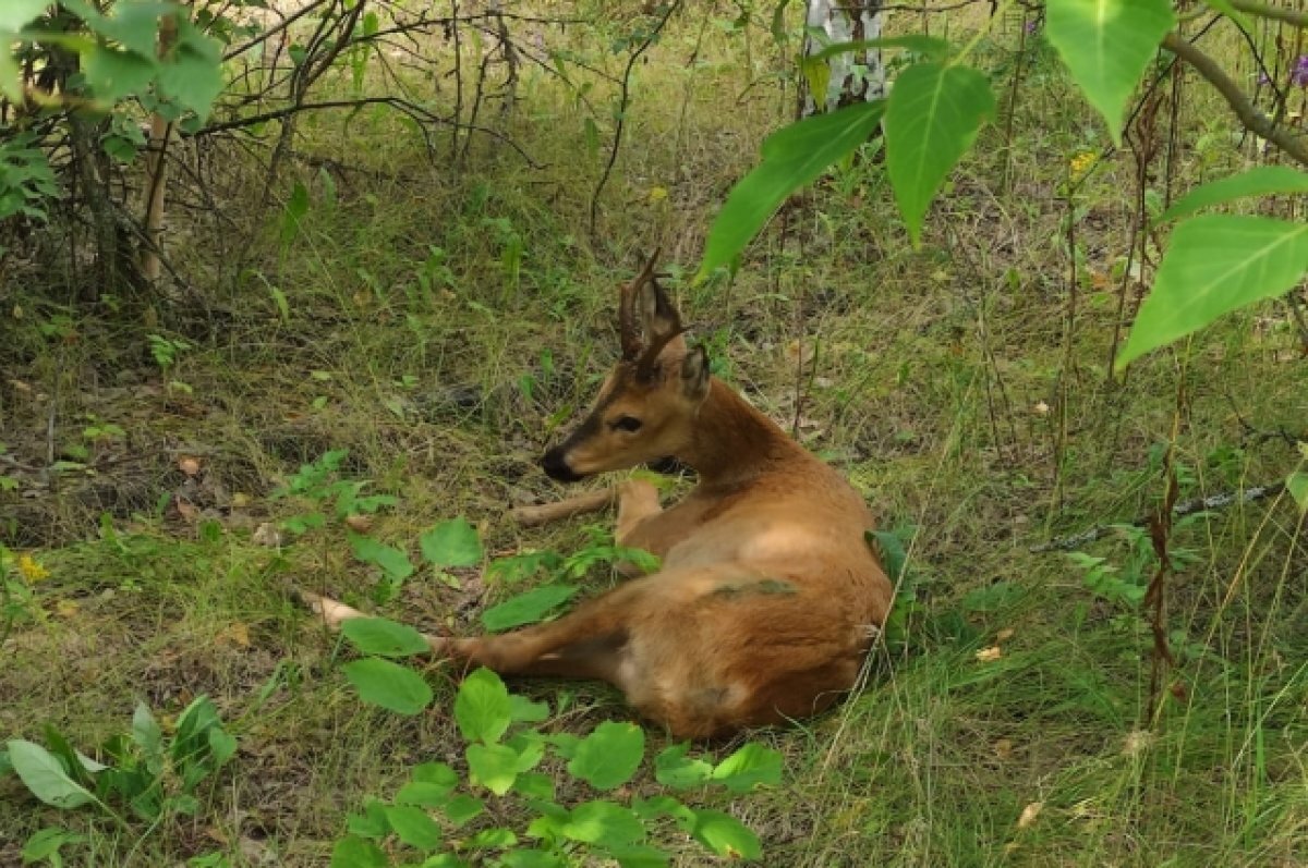    В Пензенской области спасли косулю, которая провалилась в яму